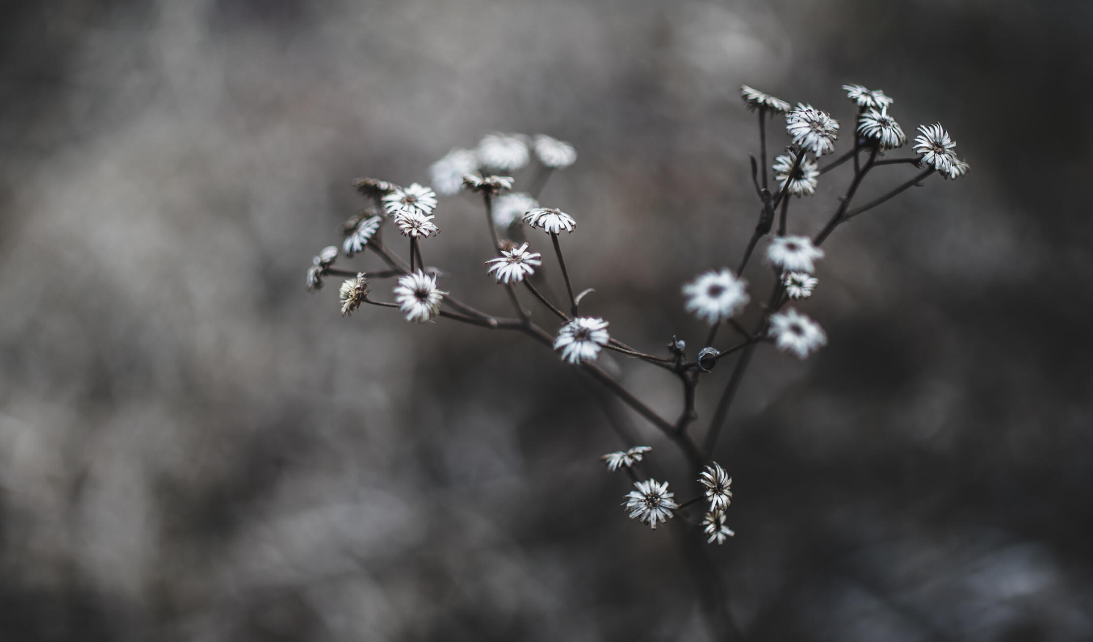 Funeral Ceremony flowers